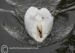 Aggressive Swan