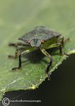 Green shield bug