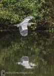 Heron in flight