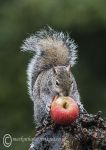 Grey squirrel