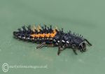 Harlequin ladybird larva