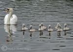 Mute Swan & Cygnets