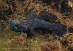 Black goby