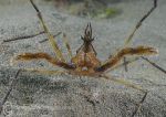 Long-legged Spider Crab - on sand