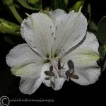 Madonna Lily