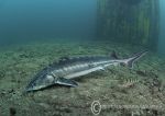 Sturgeon & perch - feeding