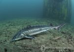 Sturgeon & perch - feeding