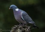 Wood pigeon