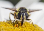 Hover Fly - Sericomyia silentis