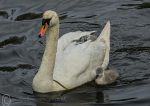 Mute swan & cygnet