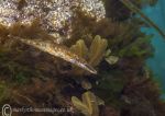 Stickleback in weed