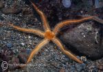 Black Brittlestar