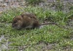 Brown Rat 1