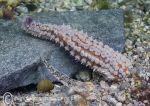 Spiny starfish leg & goby