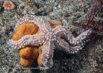 Spiny starfish & DMFs