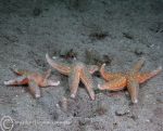 Common starfish