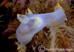 Polycera faeroensis