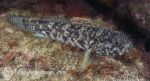 Black goby