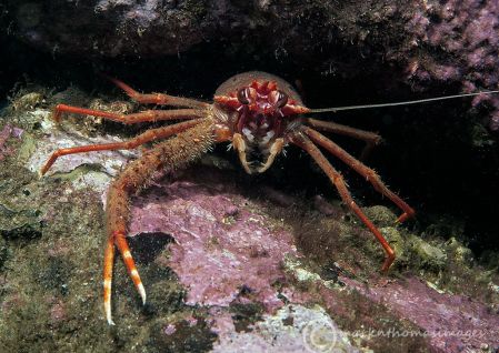 Squat lobster - Galathea spp.