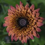 Rudbeckia