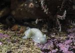 Cadlina laevis - sea slug