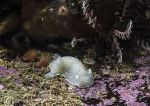 Cadlina laevis - sea slug