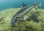 Sturgeon & diver