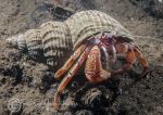 Hermit crab