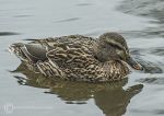 Mallard - female