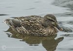 Mallard - female