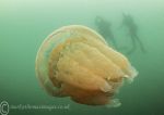 Barrel Jellyfish & Divers 3