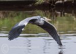 Heron in Flight 1