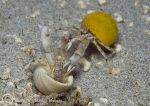 hermit crabs 