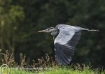 Grey Heron in flight