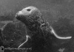 Grey seal pup - Farnes