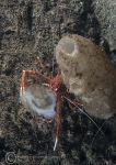 Long-clawed squat lobster & sea squirt