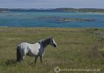 Connemara Pony