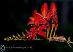 Crocosmia Lucifer