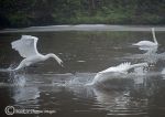 mute swan dispute