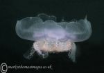 Moon jelly pulsating