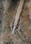 Greater pipefish