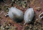 Cadlina laevis - sea slugs