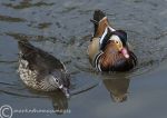 Mandarin ducks