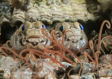 Goby Pair