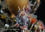 Blenny amongst Fanworms