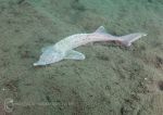 White sturgeon 3