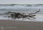 Driftwood - Rhosneigr