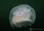 Moon jelly