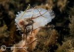 Fluted Sea Squirt