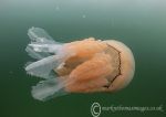 Barrel jellyfish 2